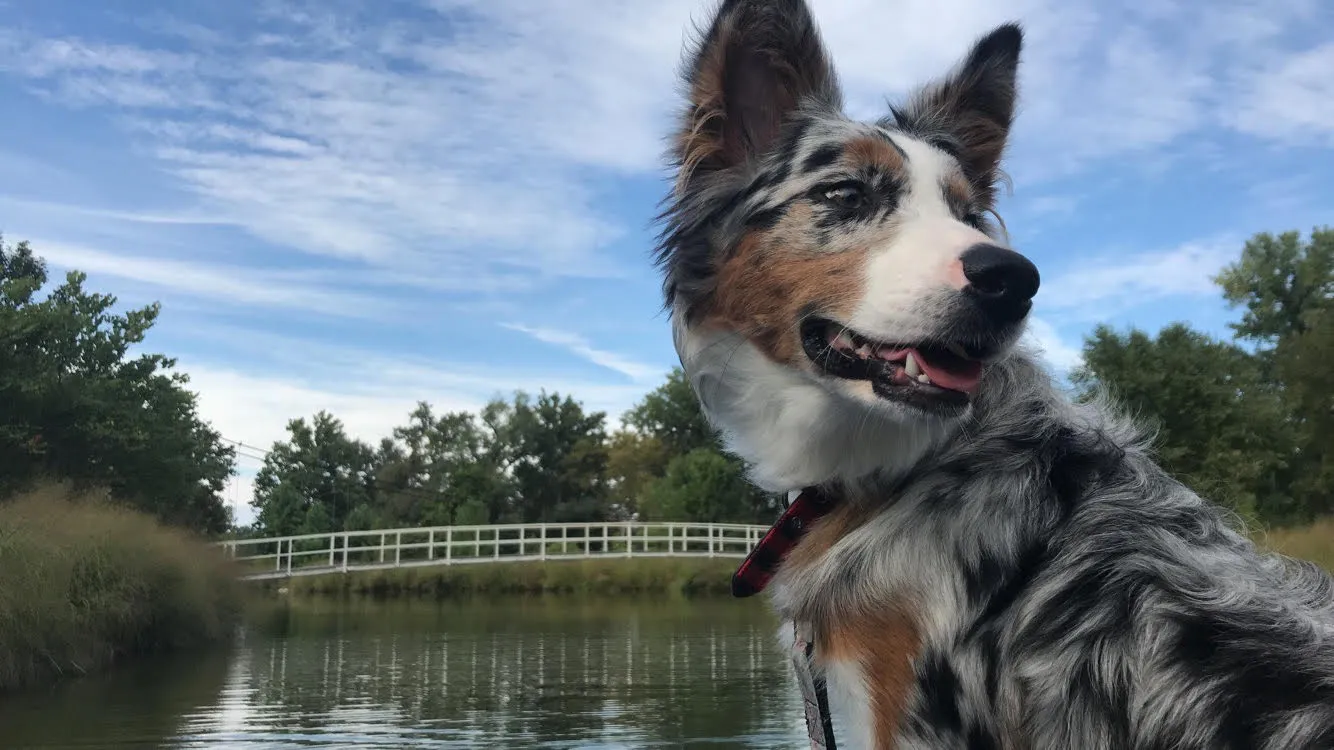 Australian Shepherd portrait with merle coat pattern