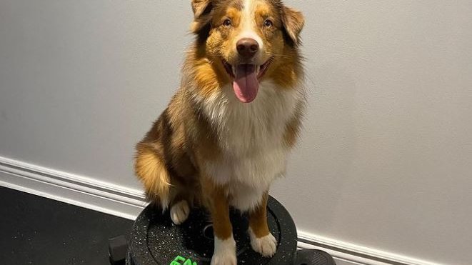 Border Collie vs Australian Shepherd