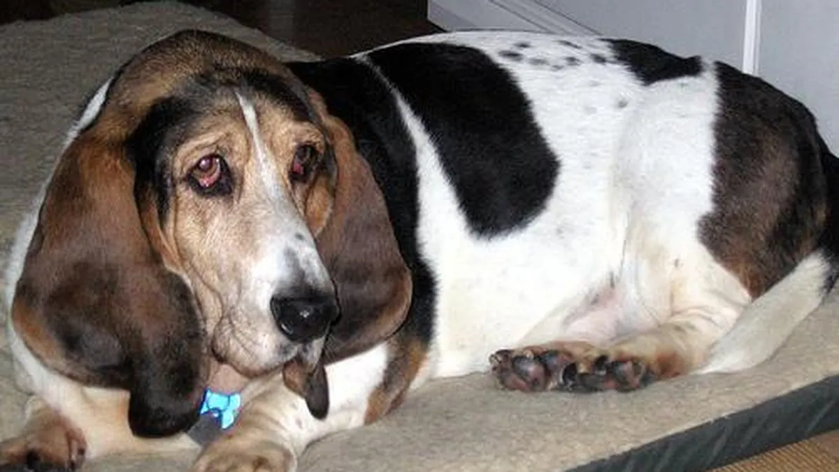 Basset Hound portrait showing signature droopy ears
