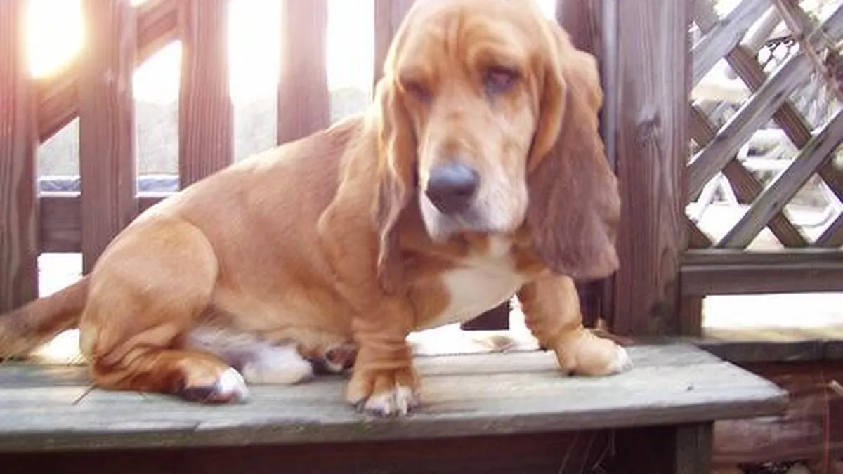 Side-by-side comparison of Beagle and Basset Hound
