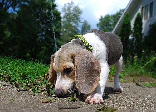 Beagle