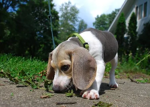 Beagle portrait with signature floppy ears