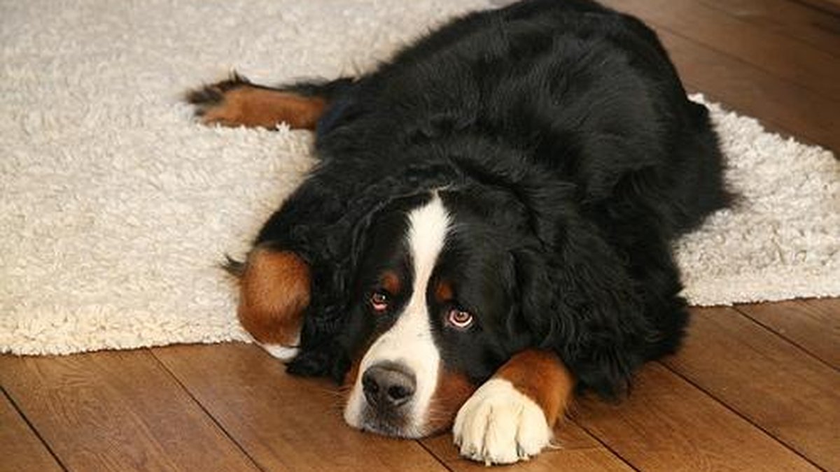 Bernese Mountain Dog