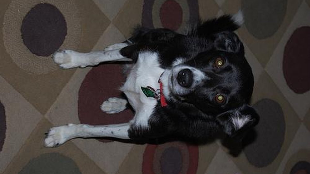 Border Collie