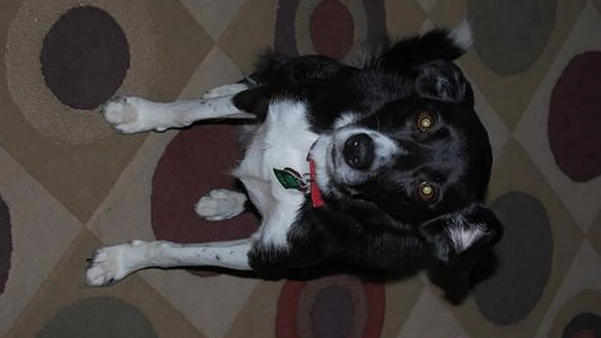 Border Collie portrait with alert herding expression