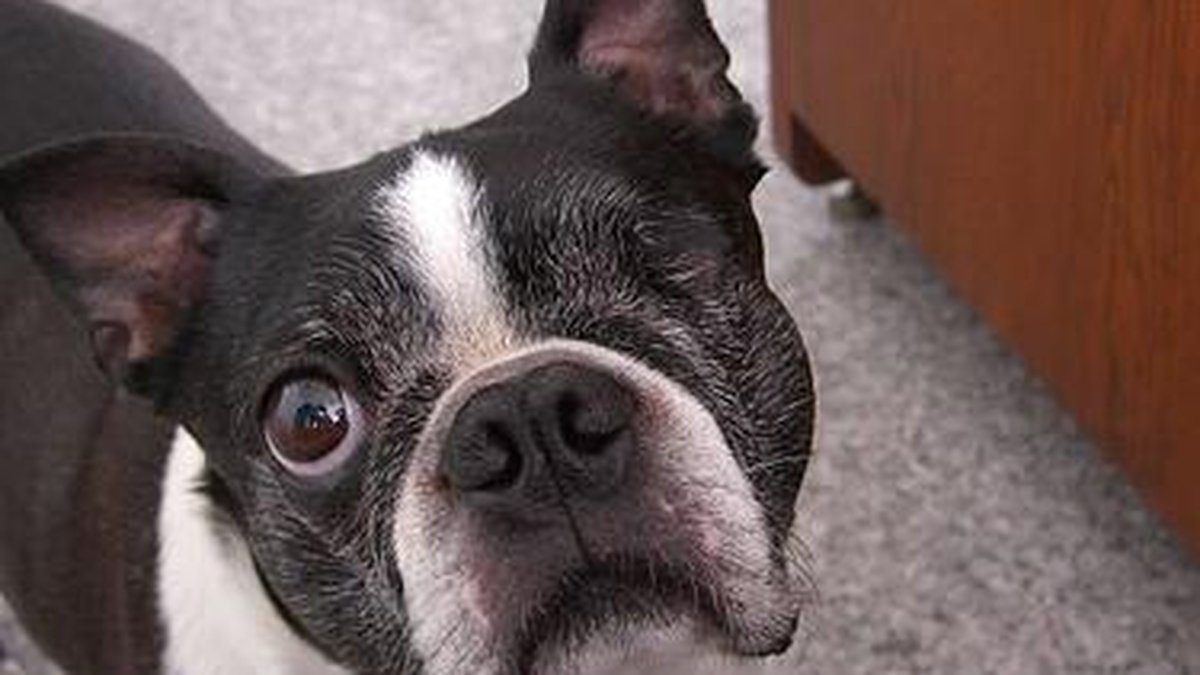 Boston Terrier
