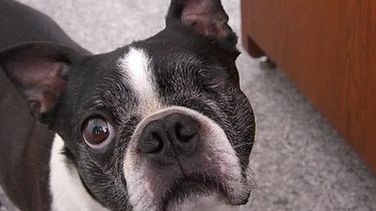 Boston Terrier portrait showing tuxedo coat pattern