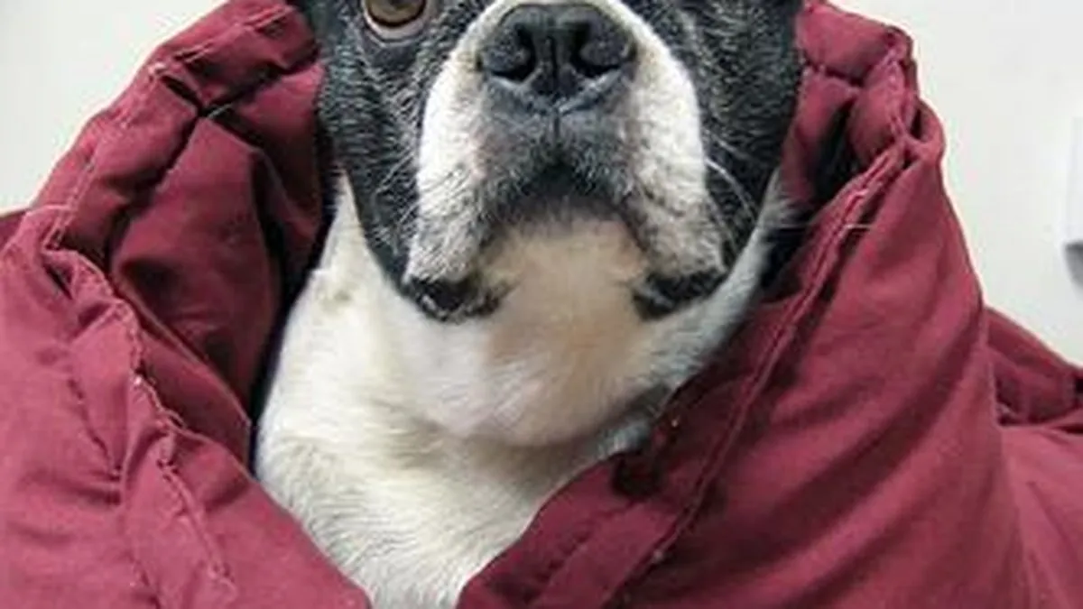 Boston Terrier
