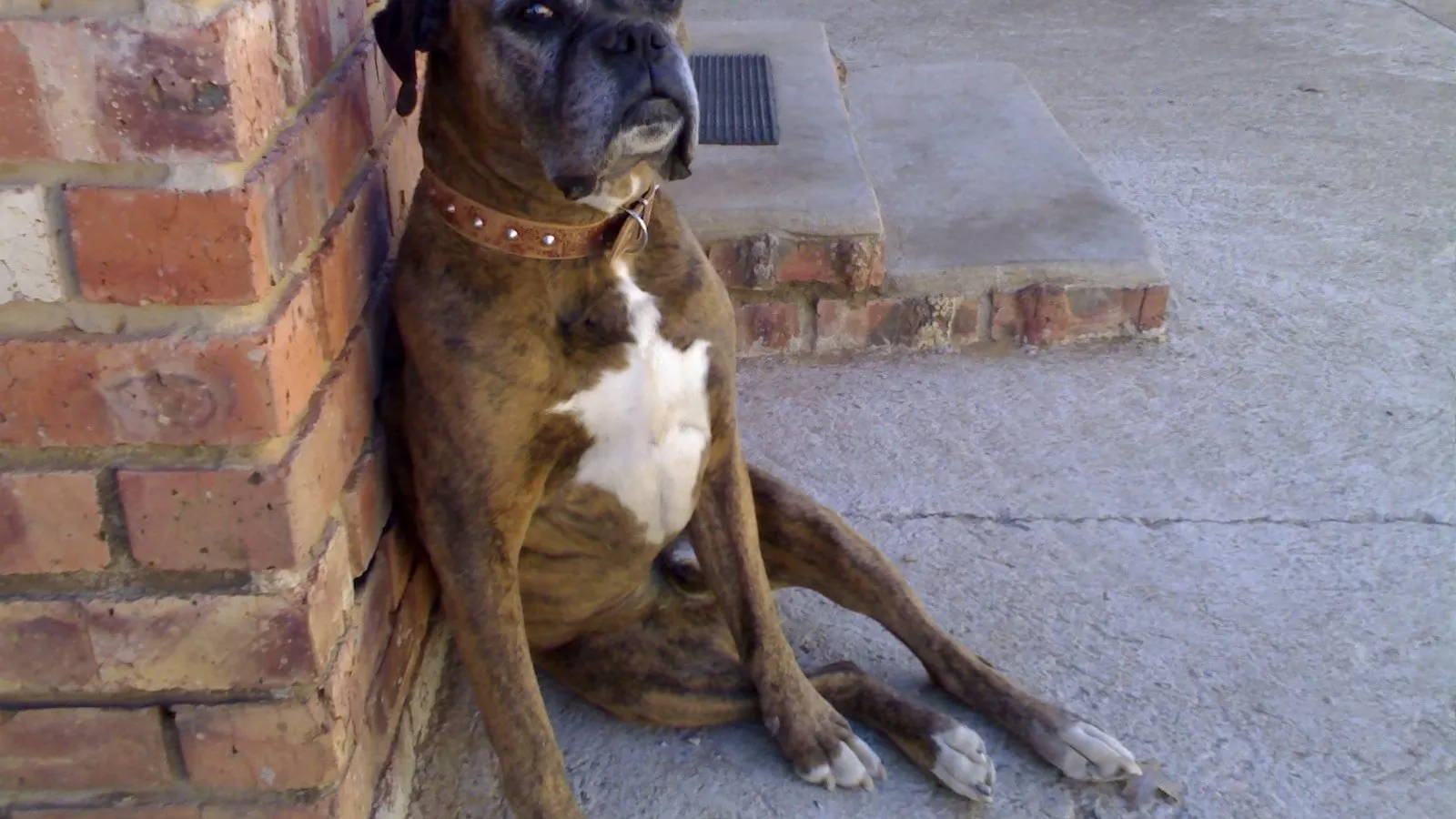 Boxer