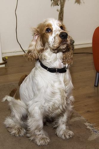 Cavalier King Charles Spaniel