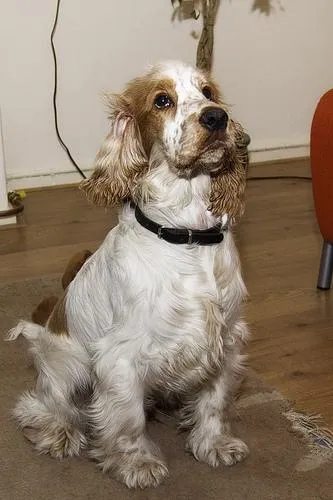 Cavalier King Charles Spaniel portrait with distinctive Blenheim markings