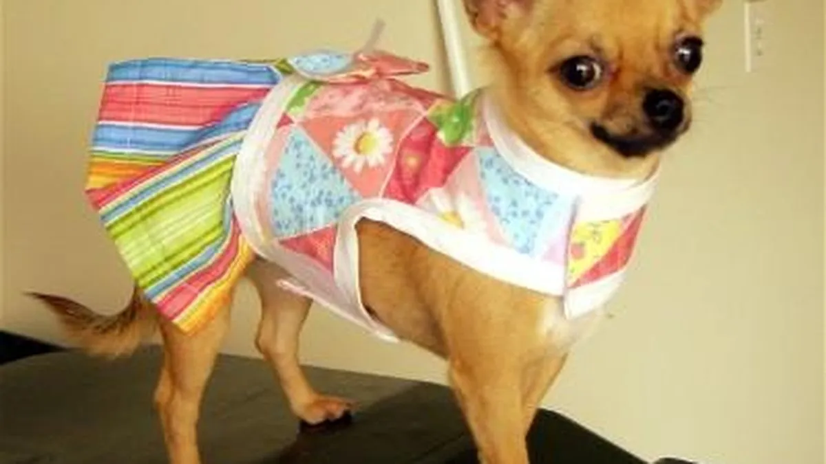 Chihuahua portrait in natural setting