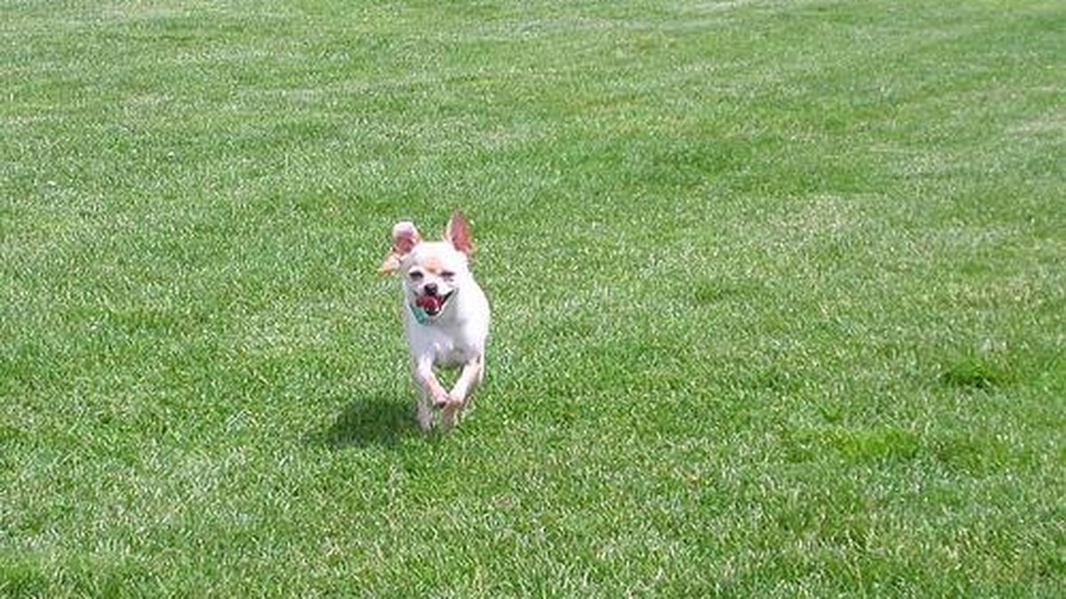 Chihuahua