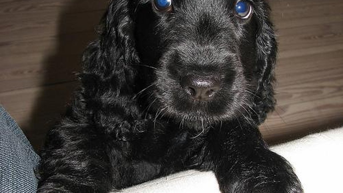 Cocker Spaniel