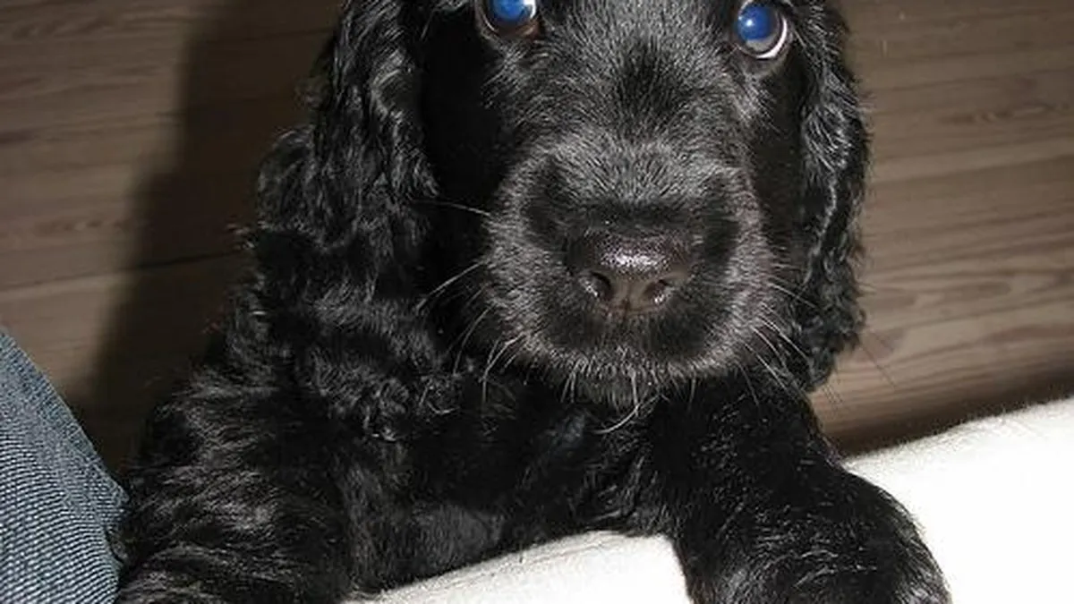Cocker Spaniel portrait with silky feathered coat