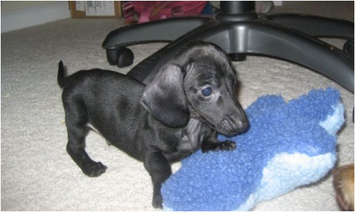 Dachshund