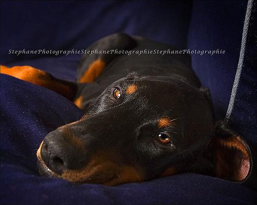 Doberman Pinscher
