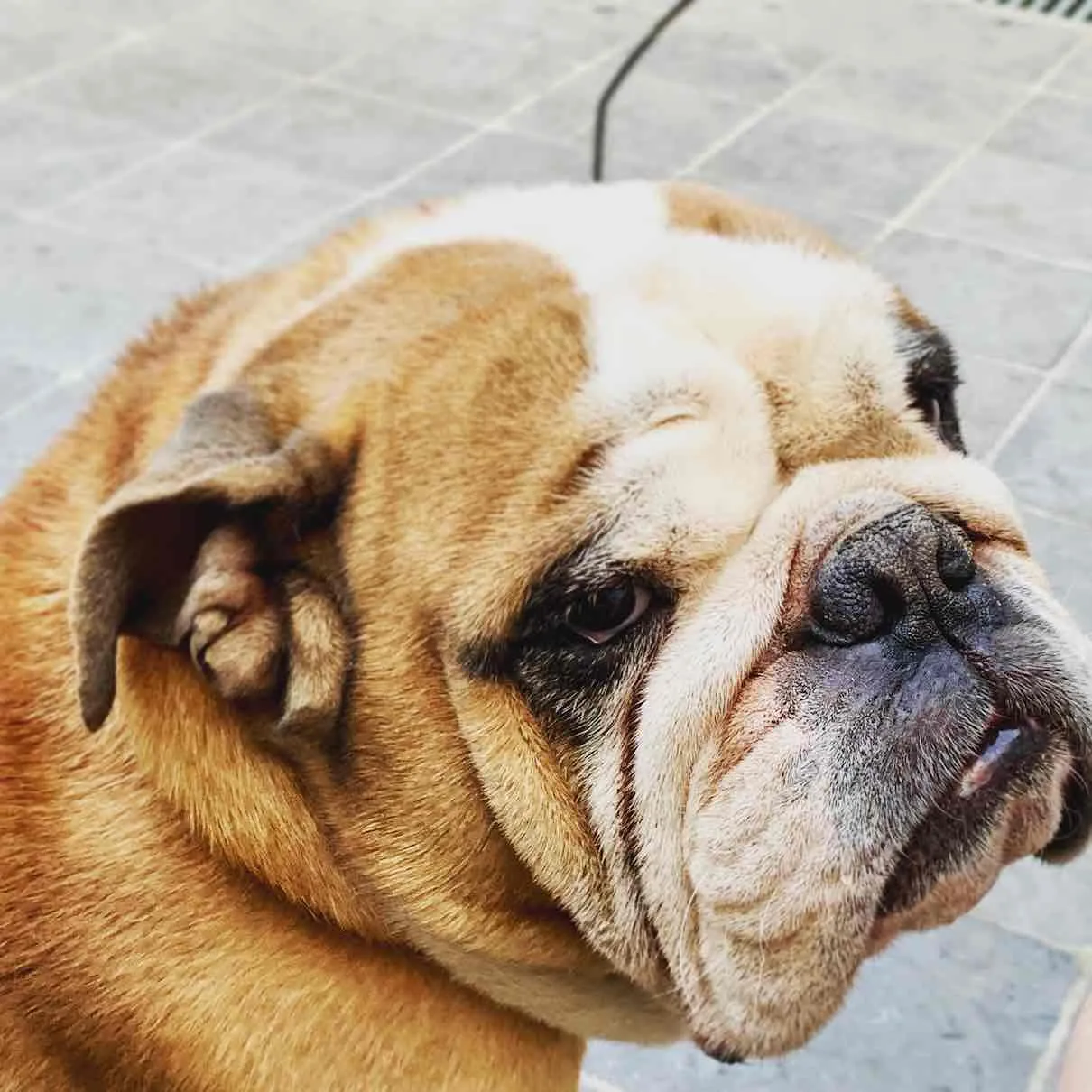 English Bulldog portrait with characteristic wrinkled face