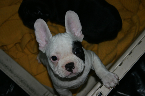 French Bulldog