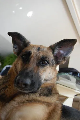 German Shepherd portrait in working stance