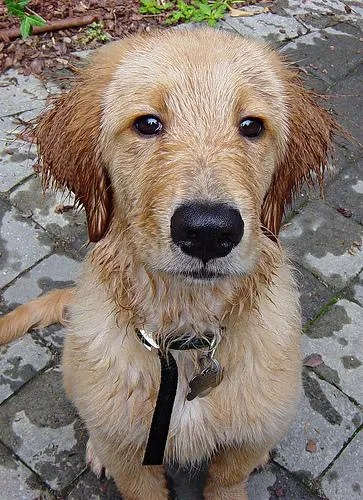 Golden Retriever outdoor portrait in natural light