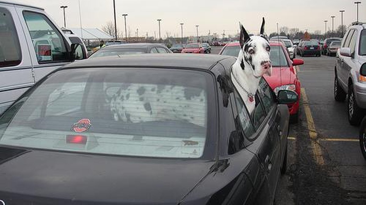 Great Dane