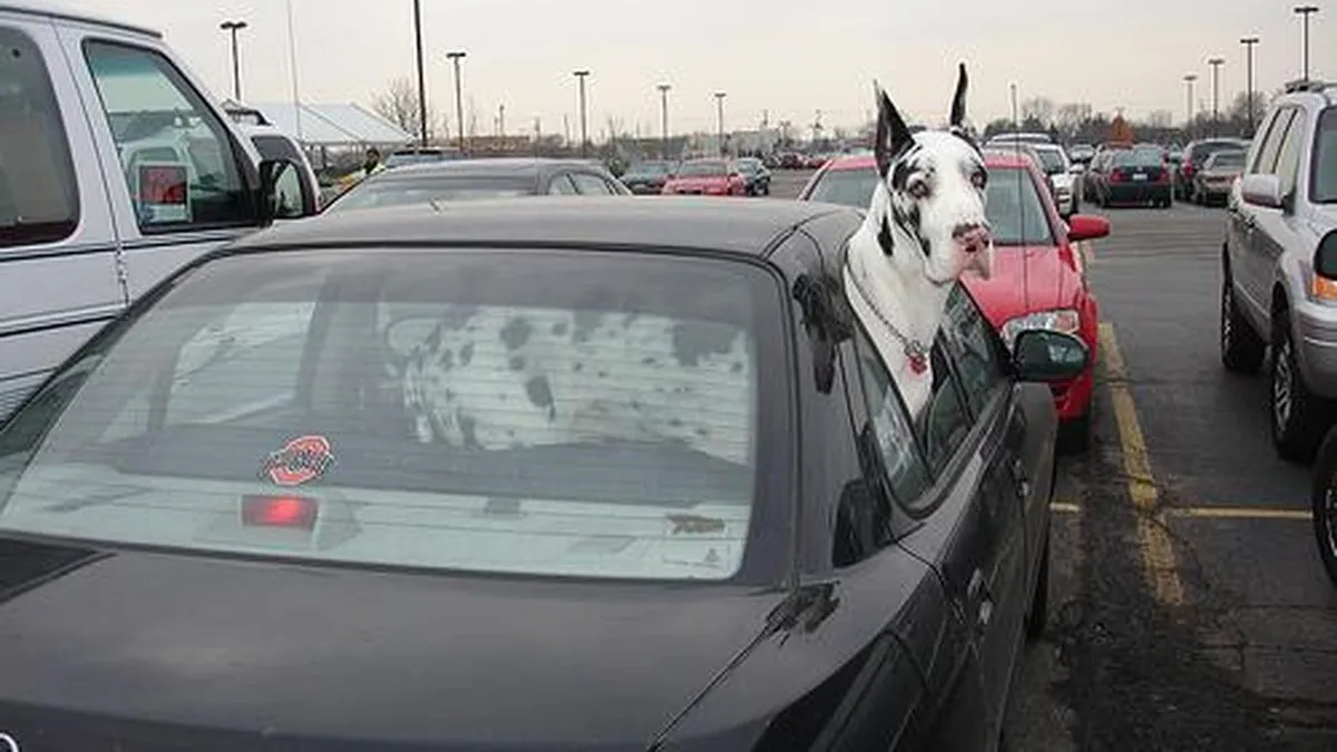 Great Dane portrait showcasing towering stature