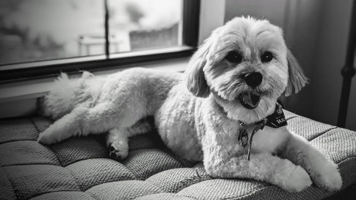 Havanese portrait with silky coat and cheerful expression