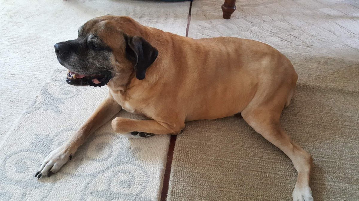 Mastiff portrait showing massive size and gentle expression
