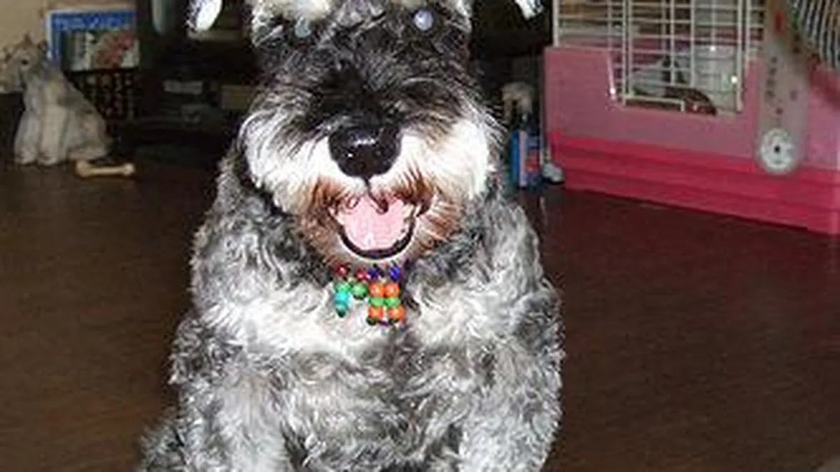 Miniature Schnauzer portrait with wiry coat and distinctive beard