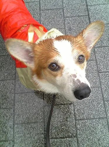 Pembroke Welsh Corgi portrait showing long body and fox-like face