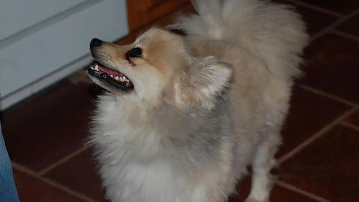 Pomeranian portrait with full fluffy double coat