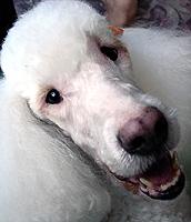 Poodle vs Doodle