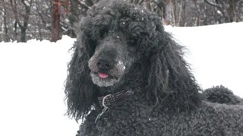 Poodle
