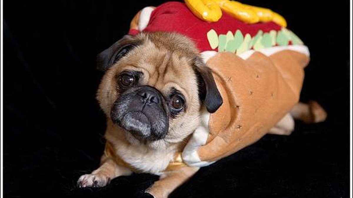 Pug