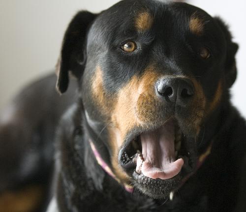 Rottweiler