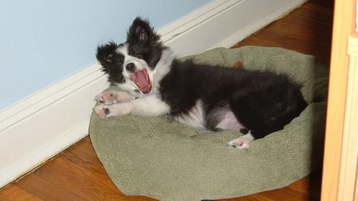 Shetland Sheepdog portrait with flowing double coat