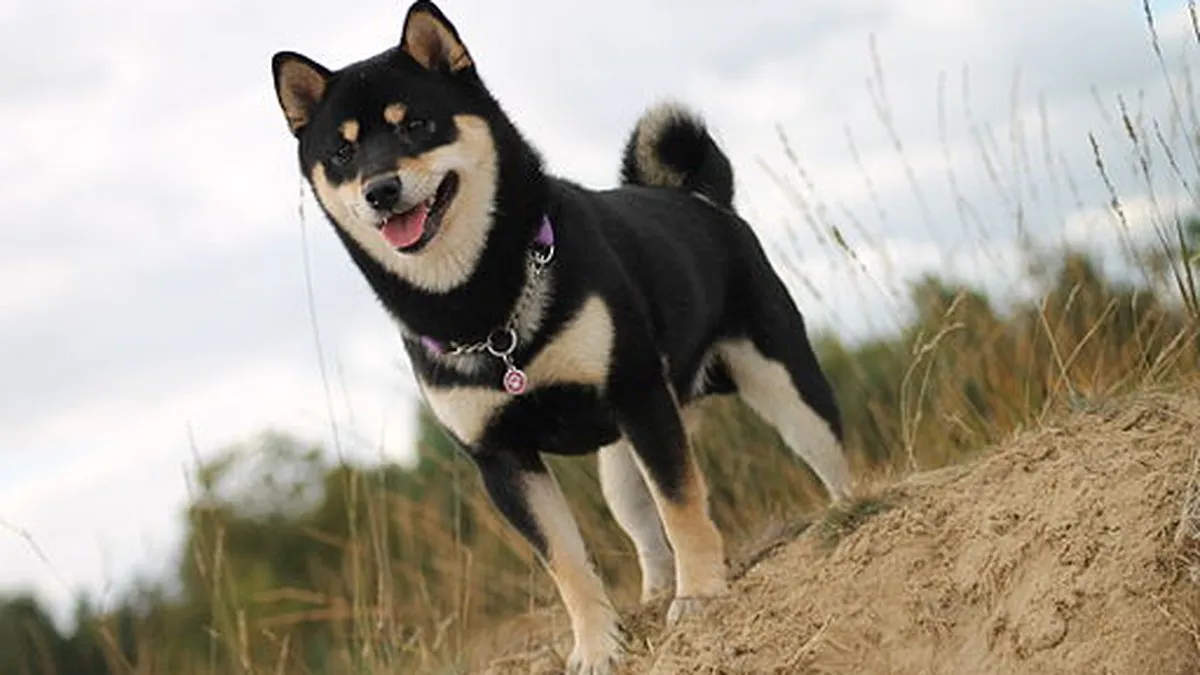 Shiba Inu portrait with fox-like red coat
