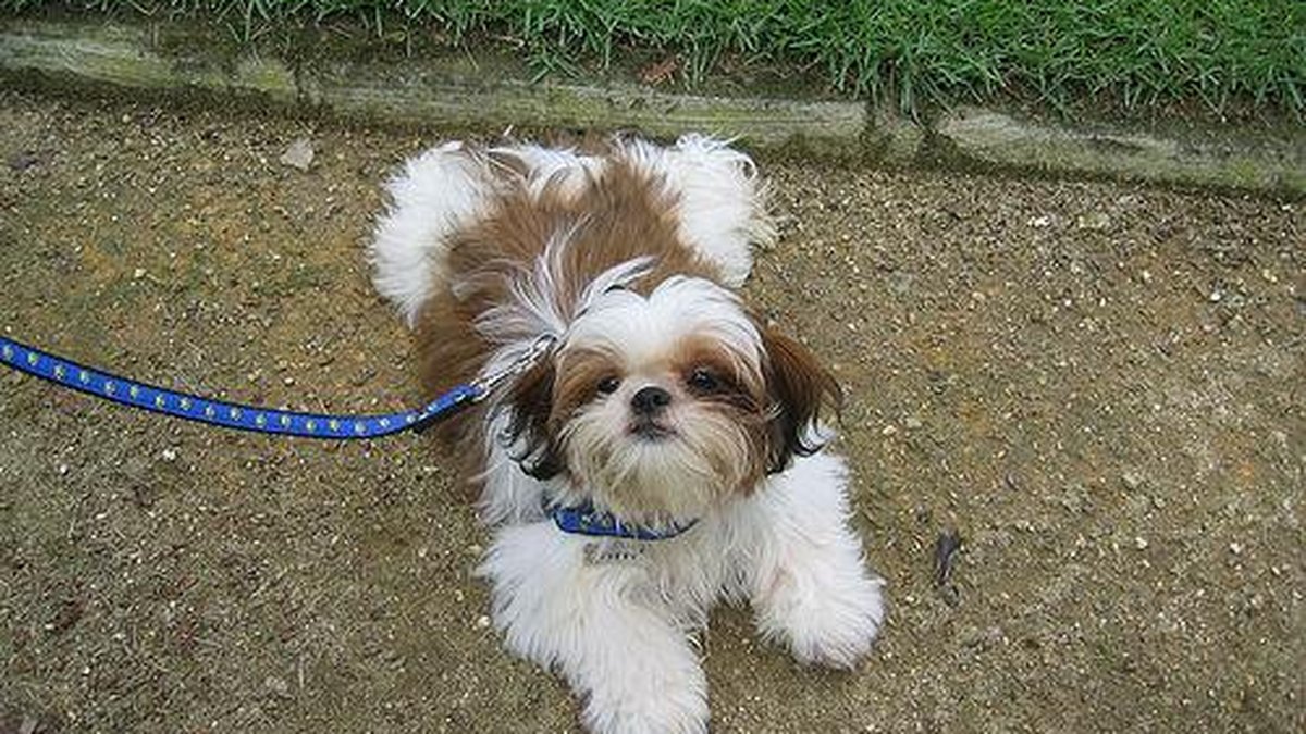 Shih Tzu