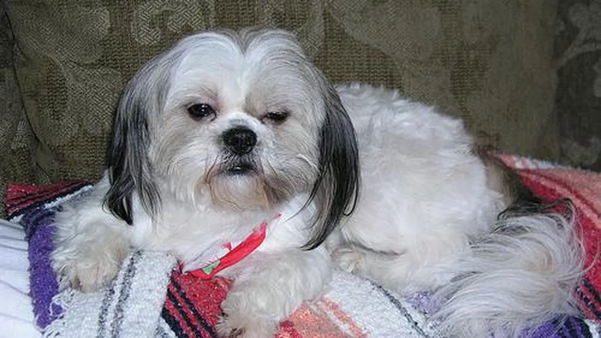 Side-by-side comparison of Maltese and Shih Tzu