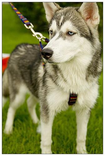 Siberian Husky