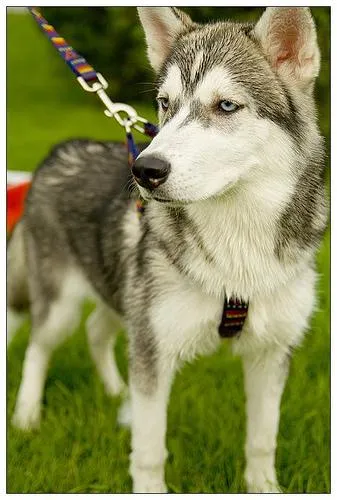 Siberian Husky portrait with striking blue eyes and thick coat