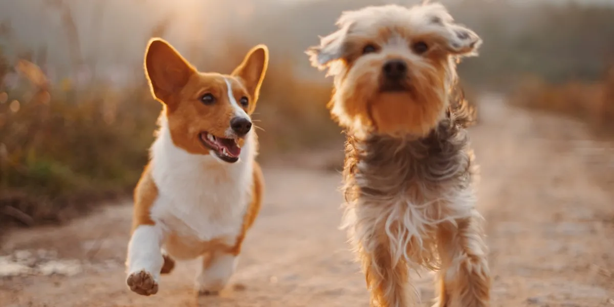A happy dog outdoors